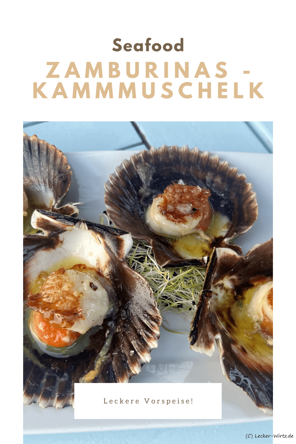 Zamburinas – Kammmuschel