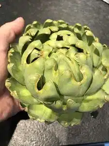 Artischocke roh