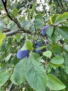 Pflaumen am Baum