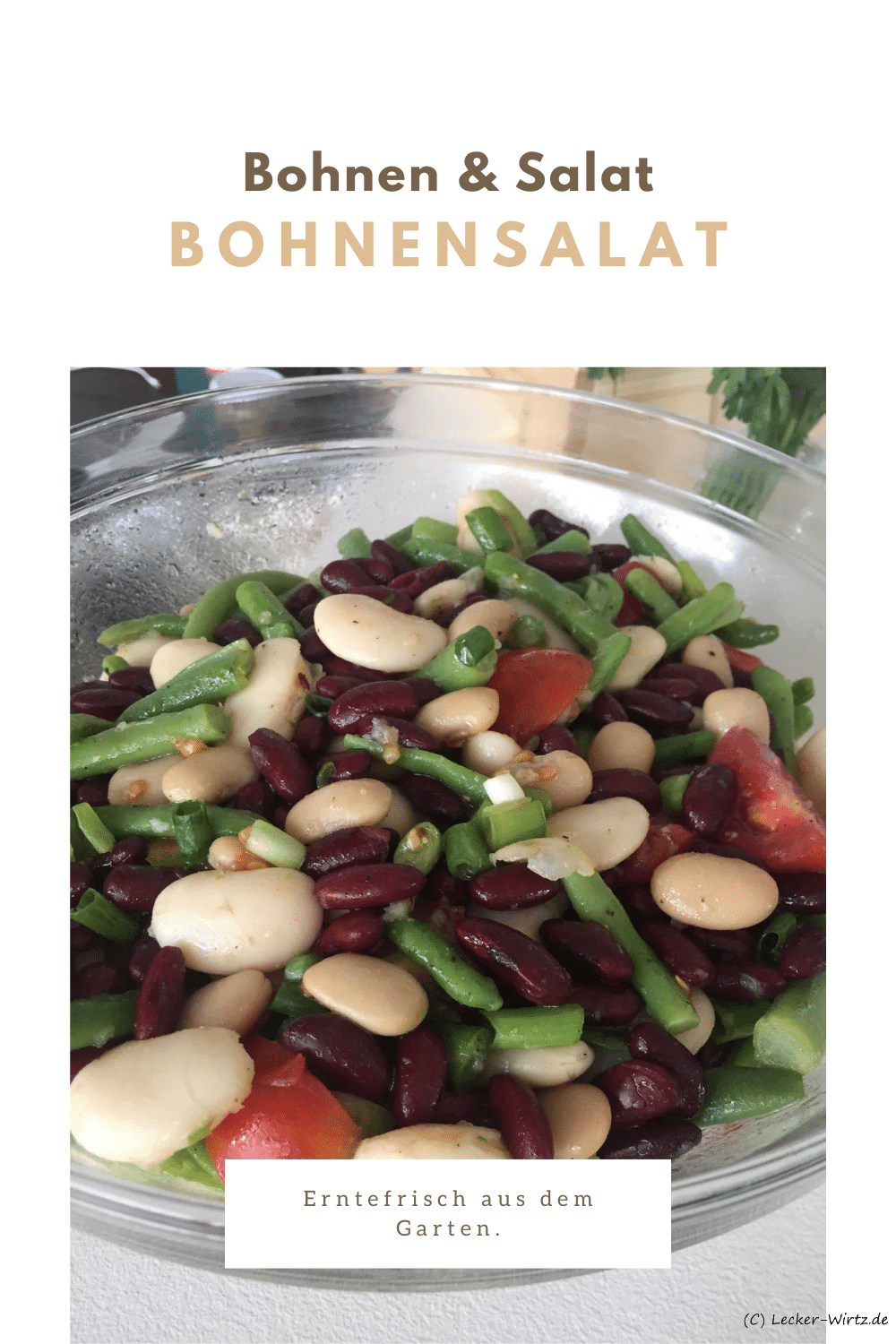 Bohnensalat erntefrisch aus dem Garten