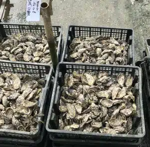 Fertig zum Verkauf