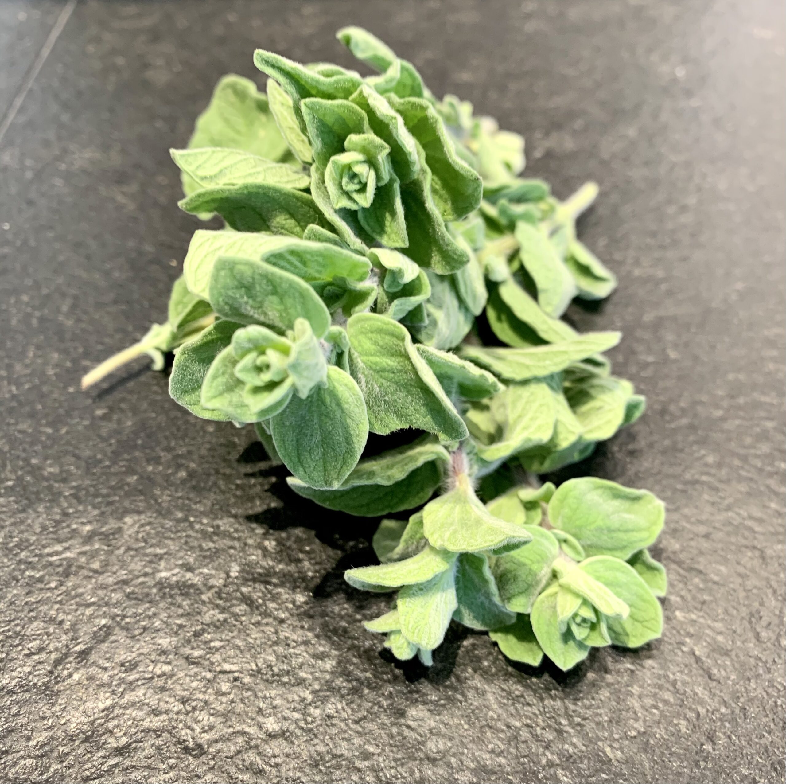 Oregano