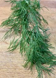 Dill-Senfsauce