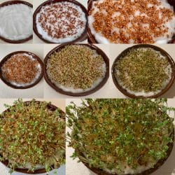 Kresse selber züchten