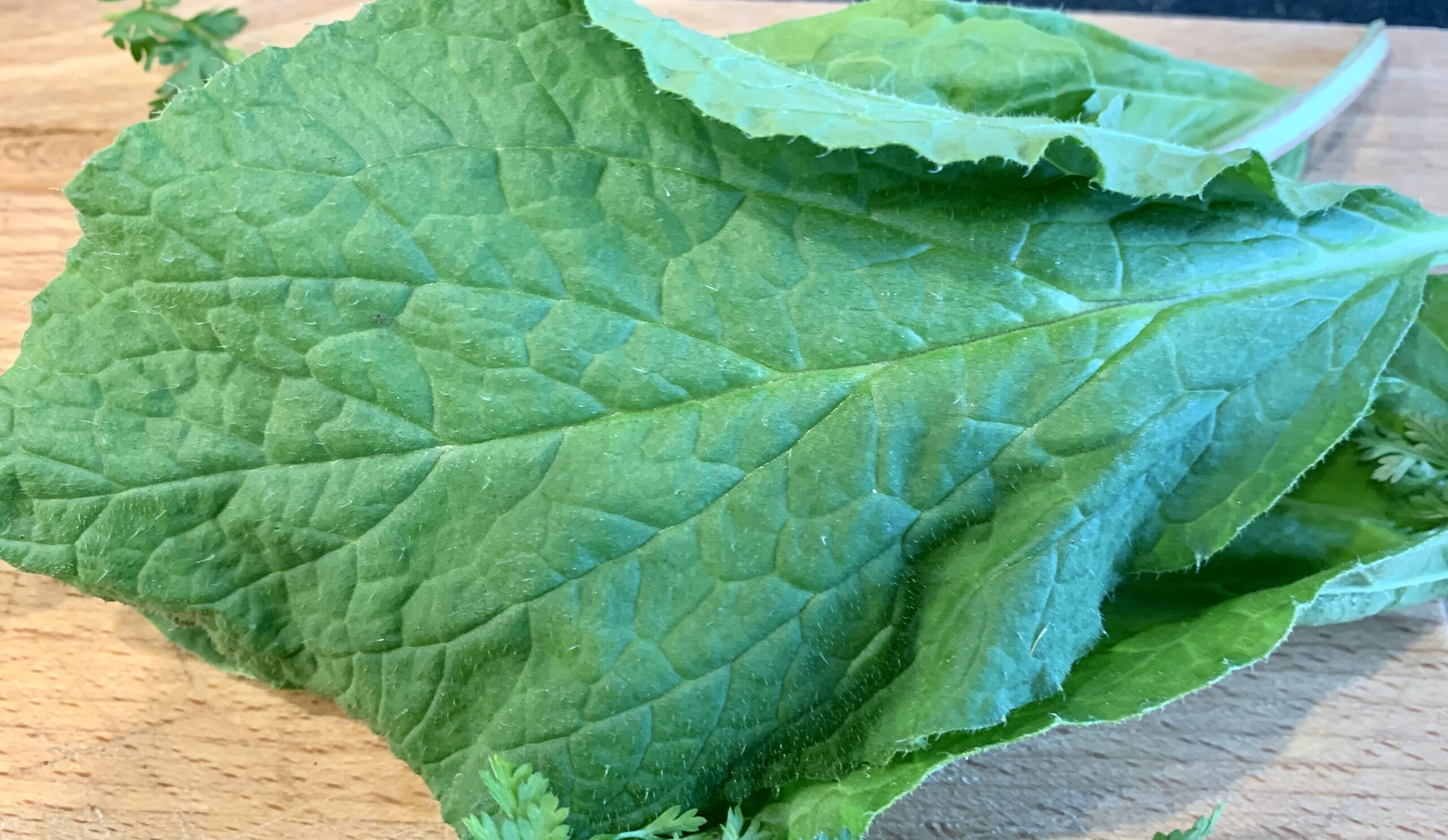 Sauerampfer