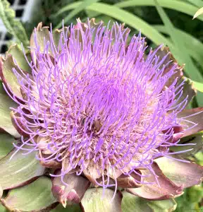 Artischockenblüte