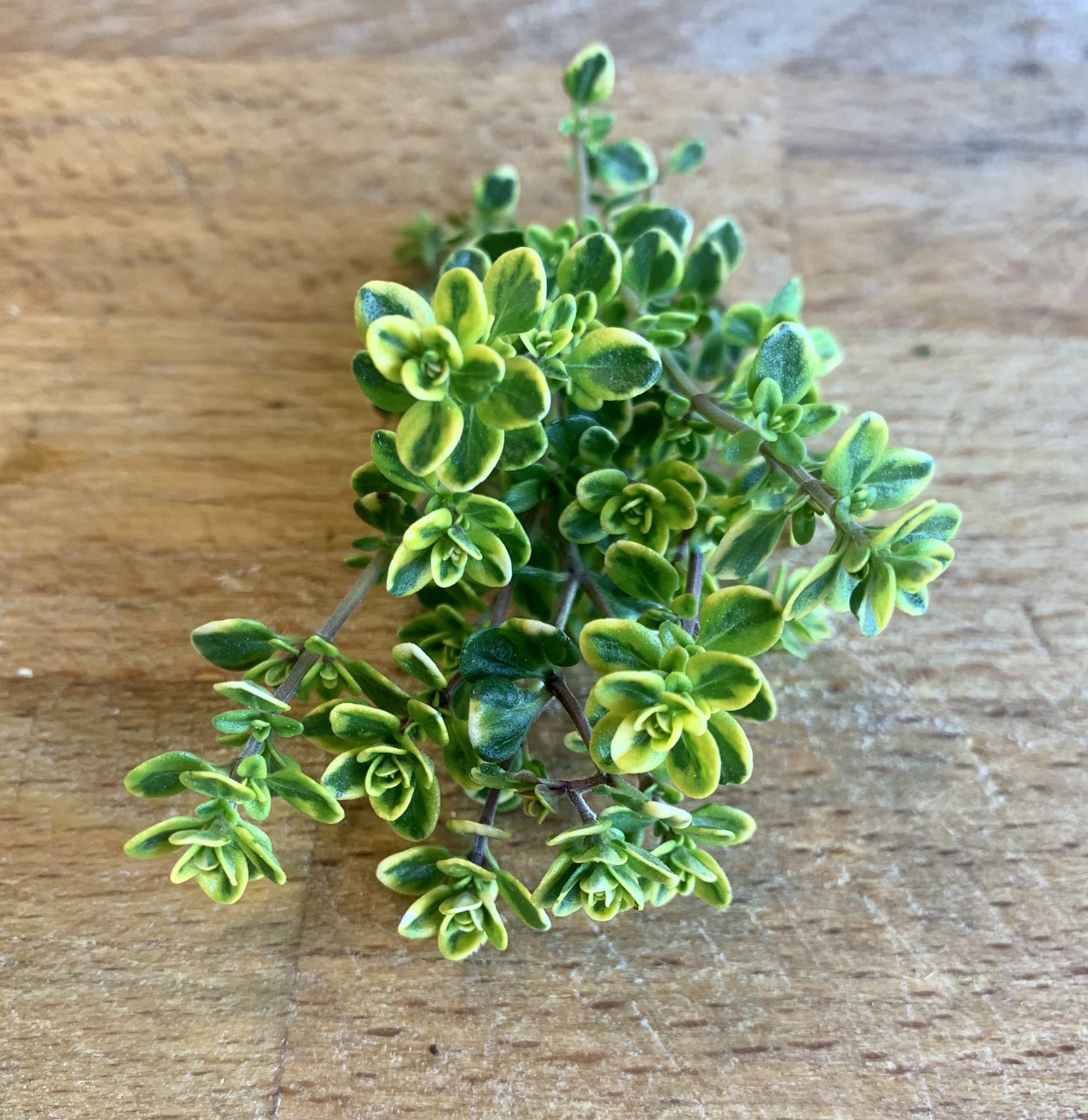 Zitronenthymian