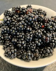 Brombeeren – erntefrisch aus dem Garten