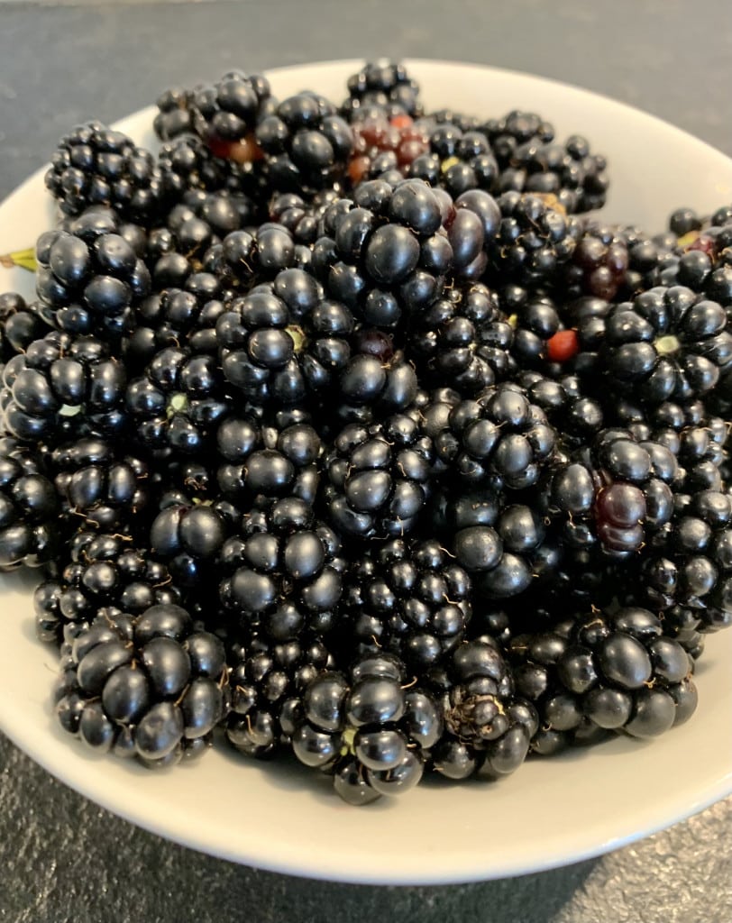 Brombeeren - erntefrisch aus dem Garten