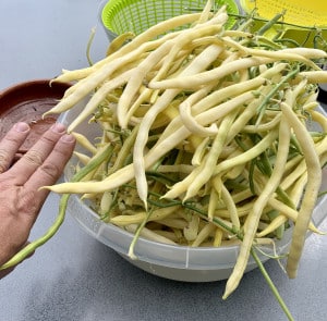Erntefrische Bohnen