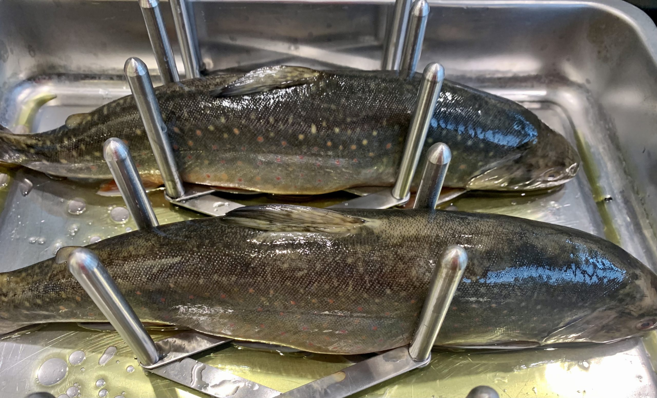 Saibling - Salvelinus