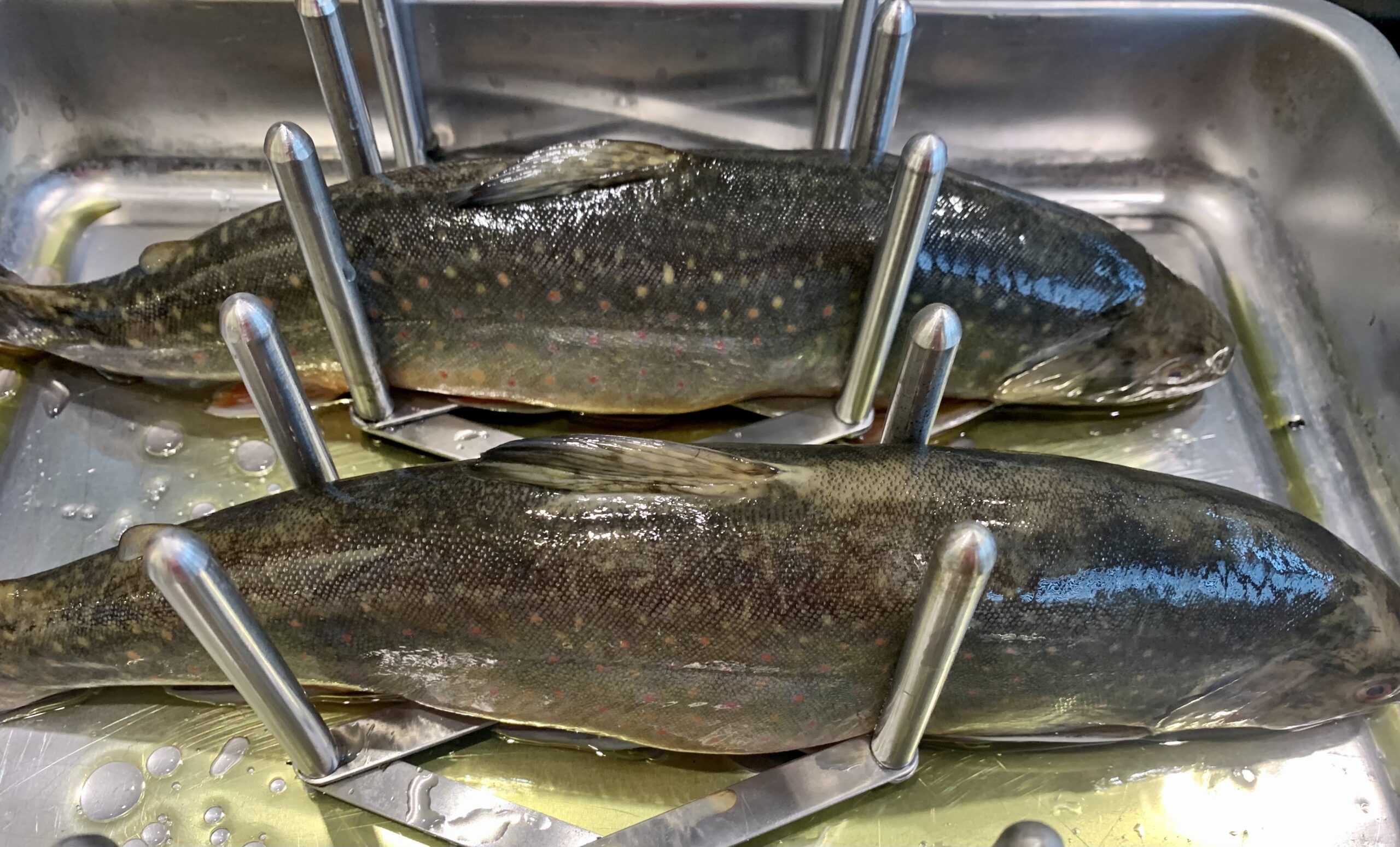 Saibling - Salvelinus