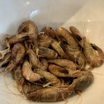 Crevette grise - Nordseekrabbe