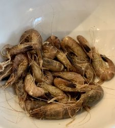 Crevette grise – Nordseekrabbe