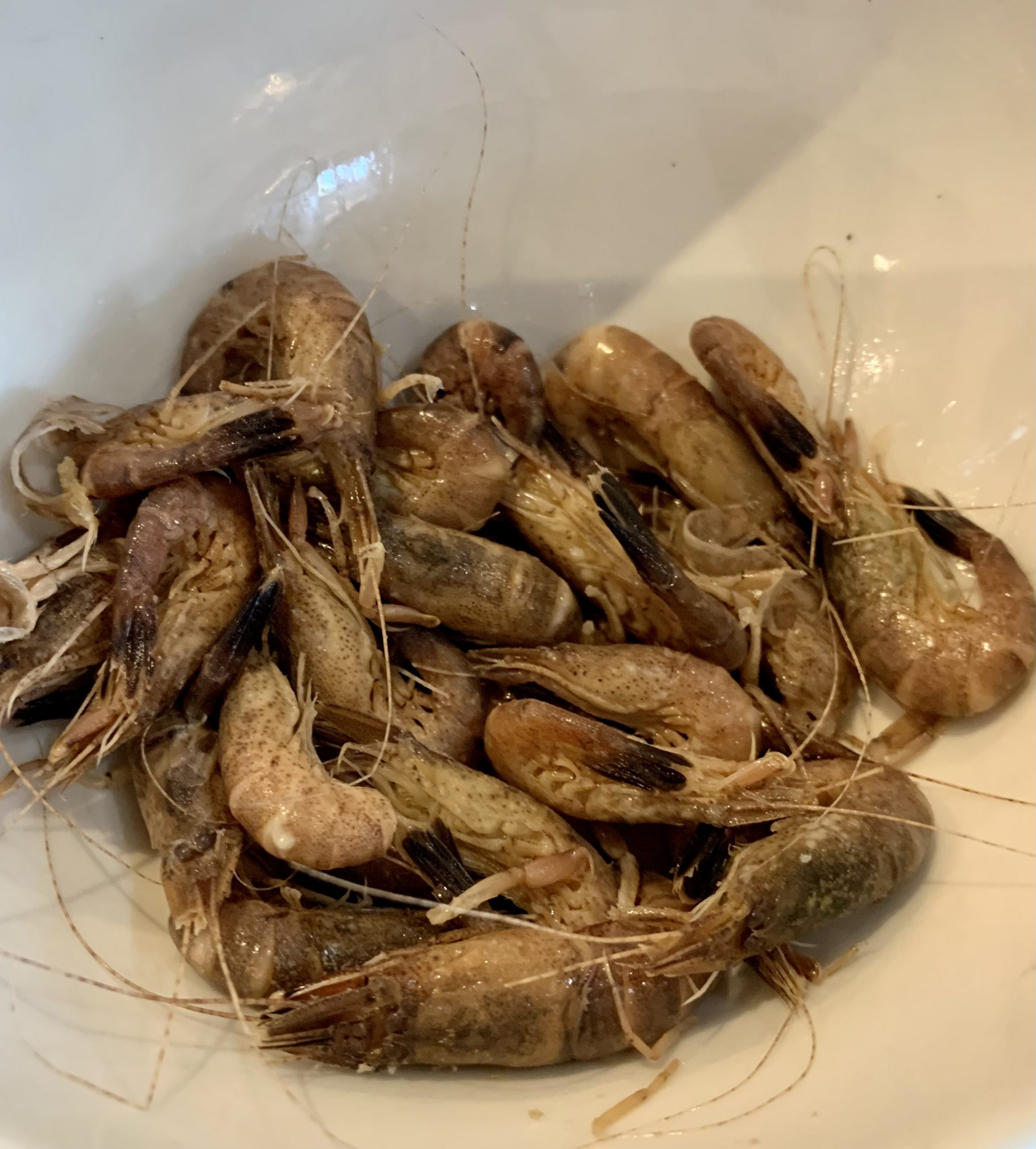 Crevette grise - Nordseekrabbe