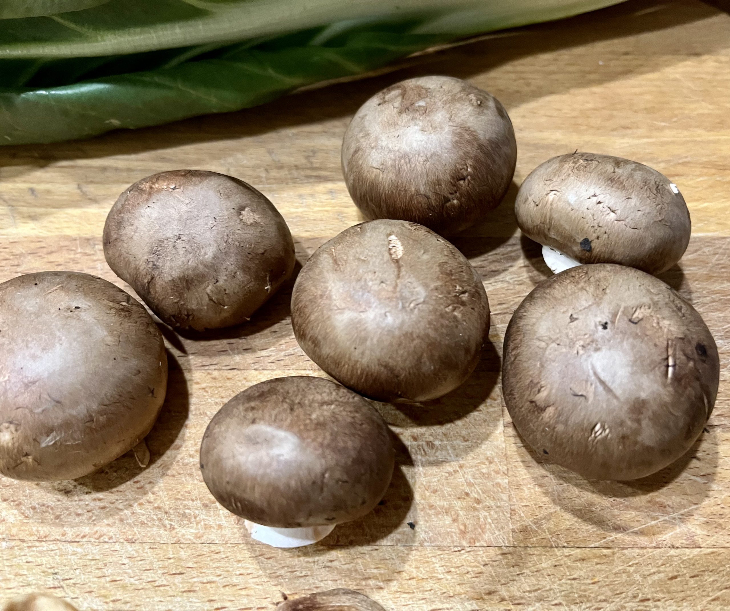 Braune Champignons