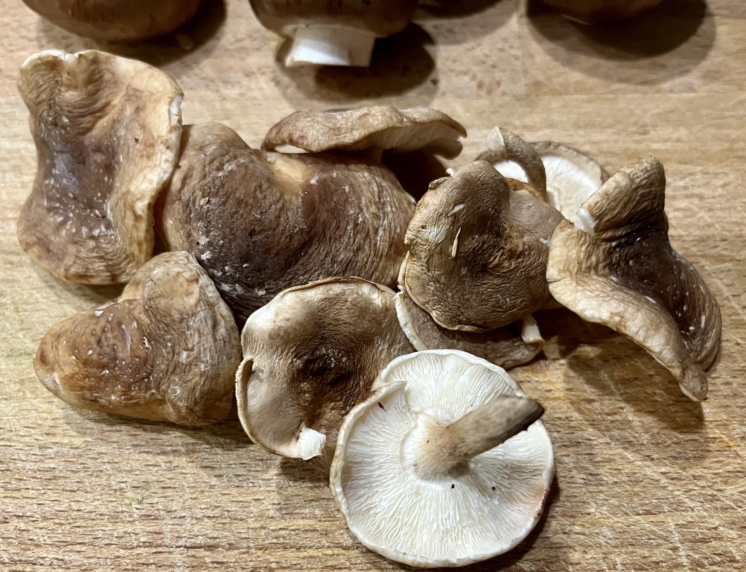 Shiitake Pilze