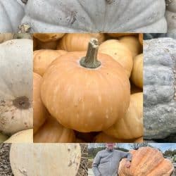 Rezepte für Kürbis und Informationen zu vielen verschiedenen Kürbissorten - Auf dem Bild eine Collage von Kürbissen. 