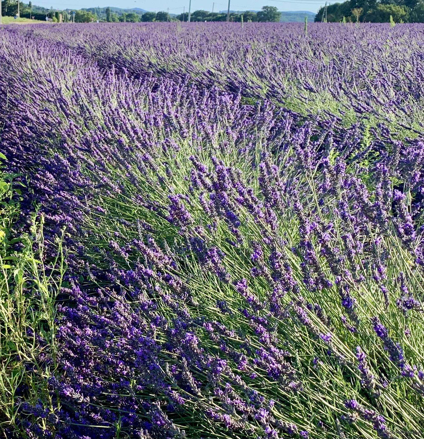 Lavendel