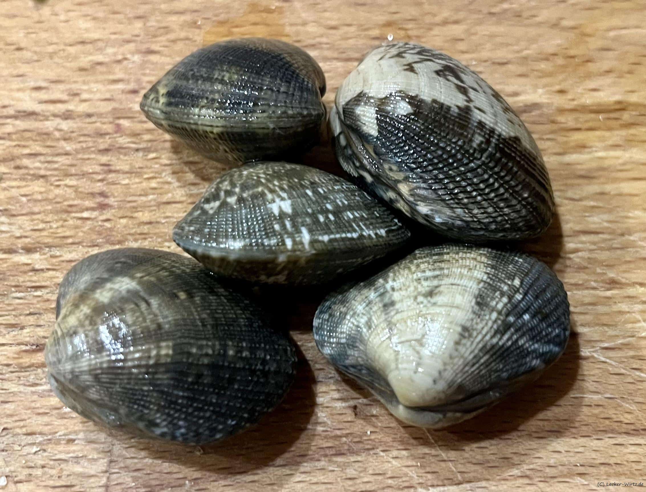 Vongole (Venusmuscheln)