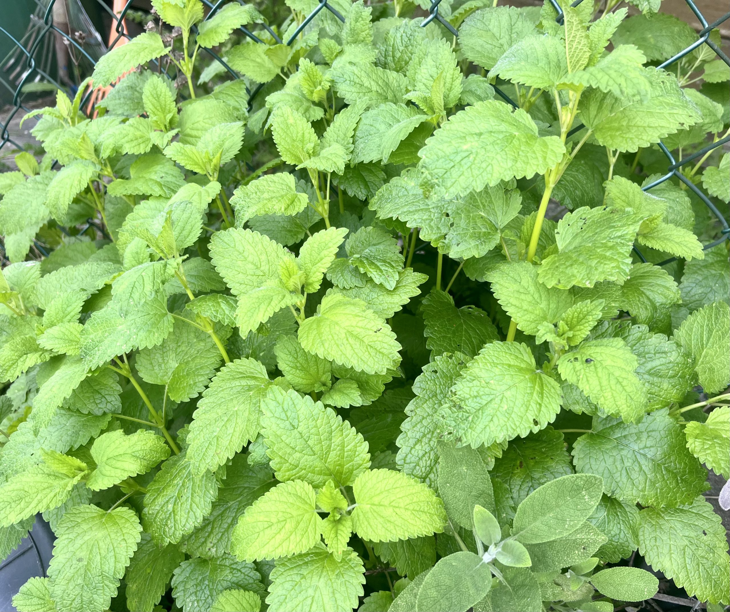 Melisse - Zitronenmelisse