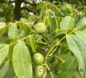 Kastanien am Baum