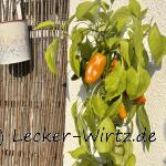 Chilipflanze im Topf