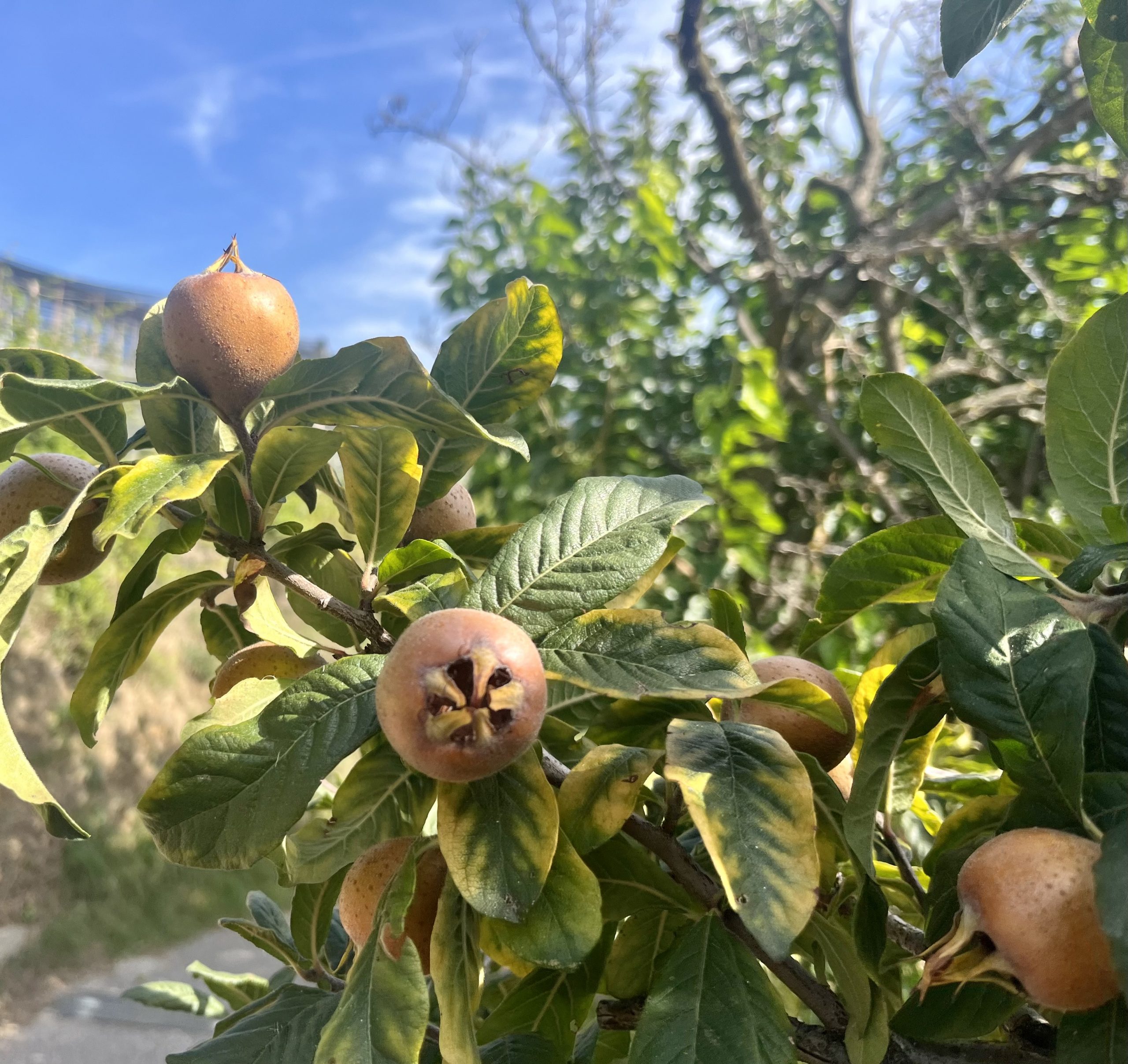 Mispel - Steinapfel