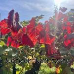 Weinreben im Herbst