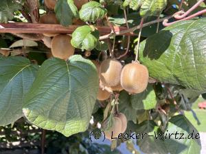 Kiwi am Baum