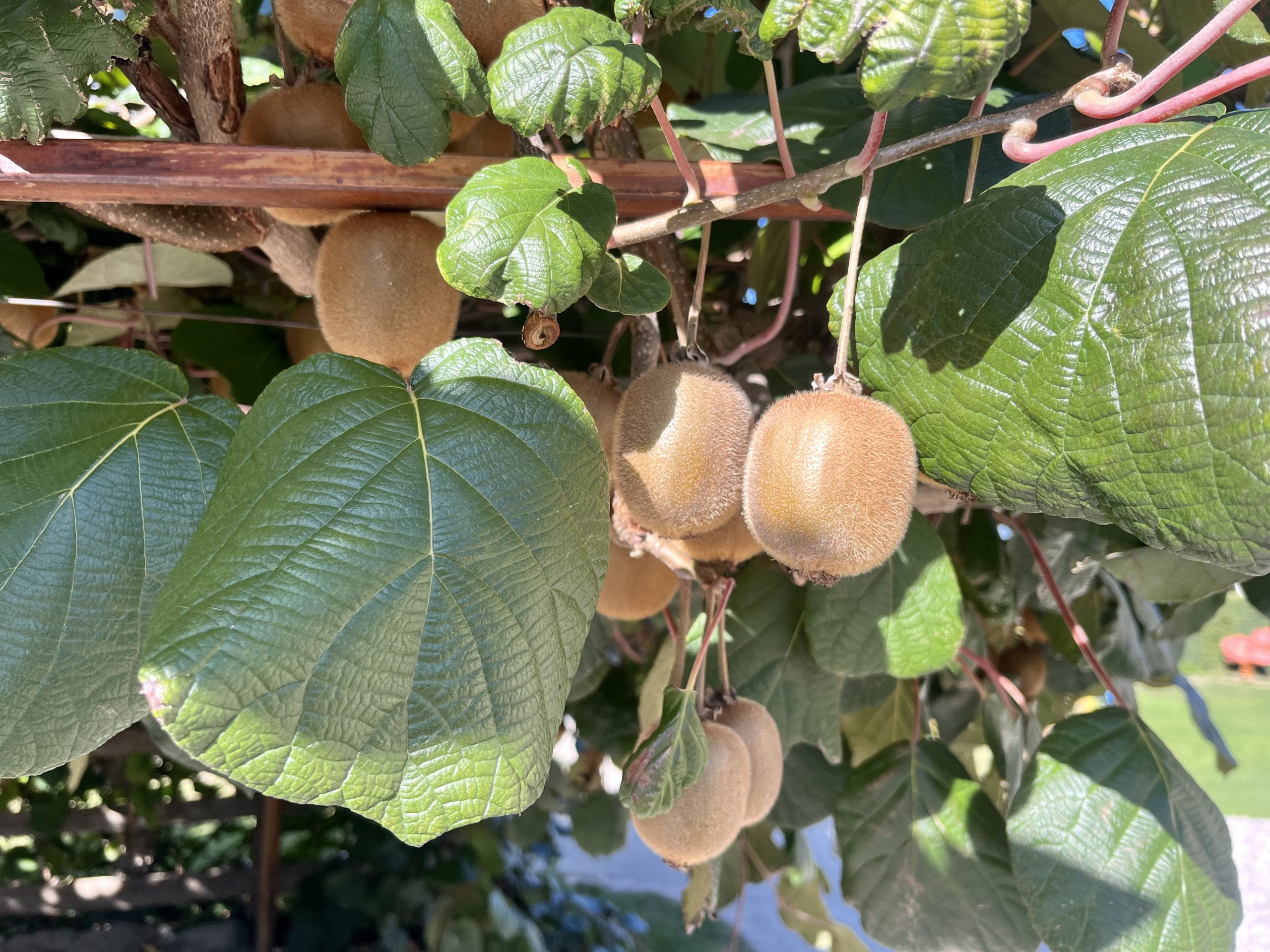 Kiwi am Baum