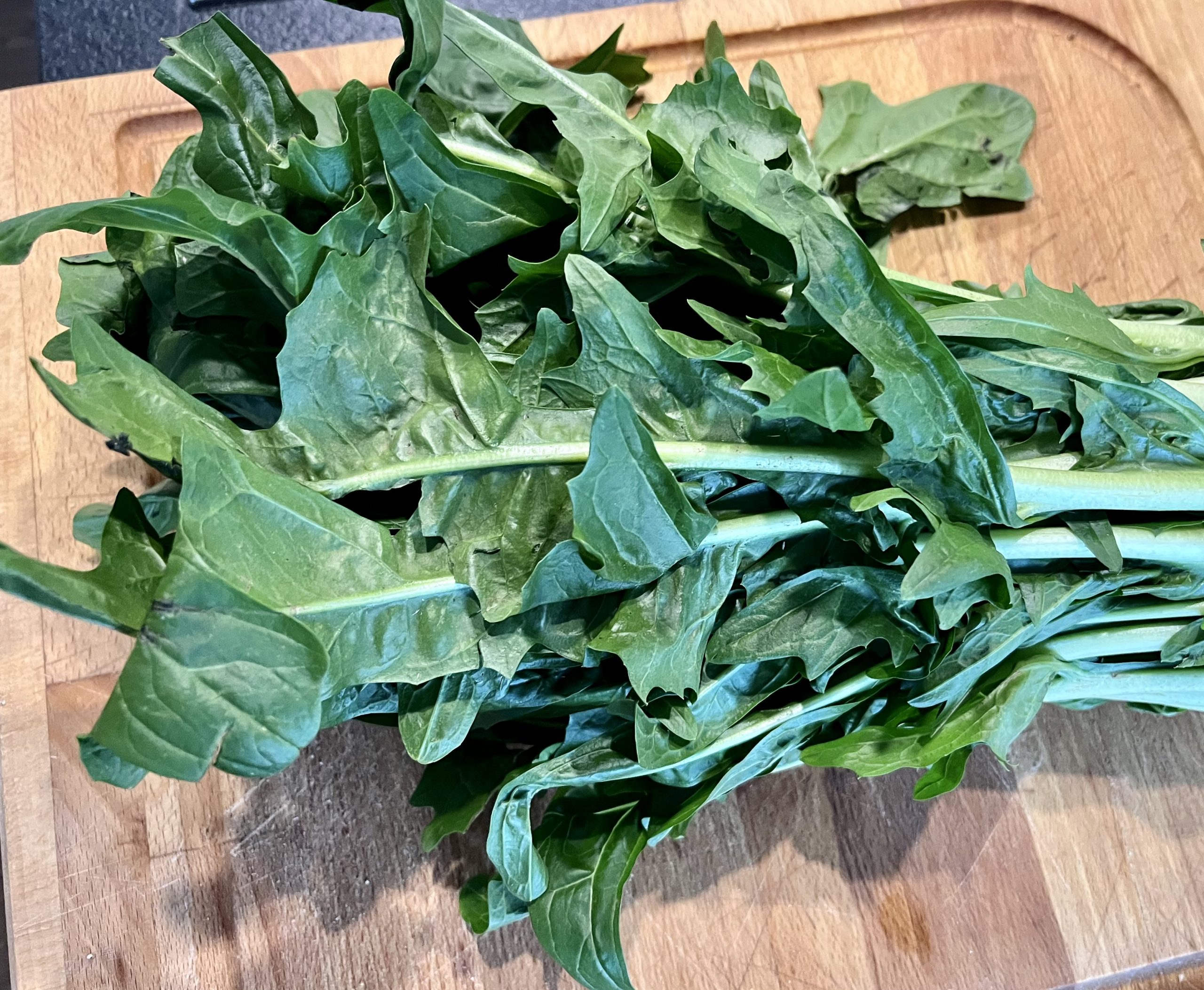 Cicoria catalogna cimata