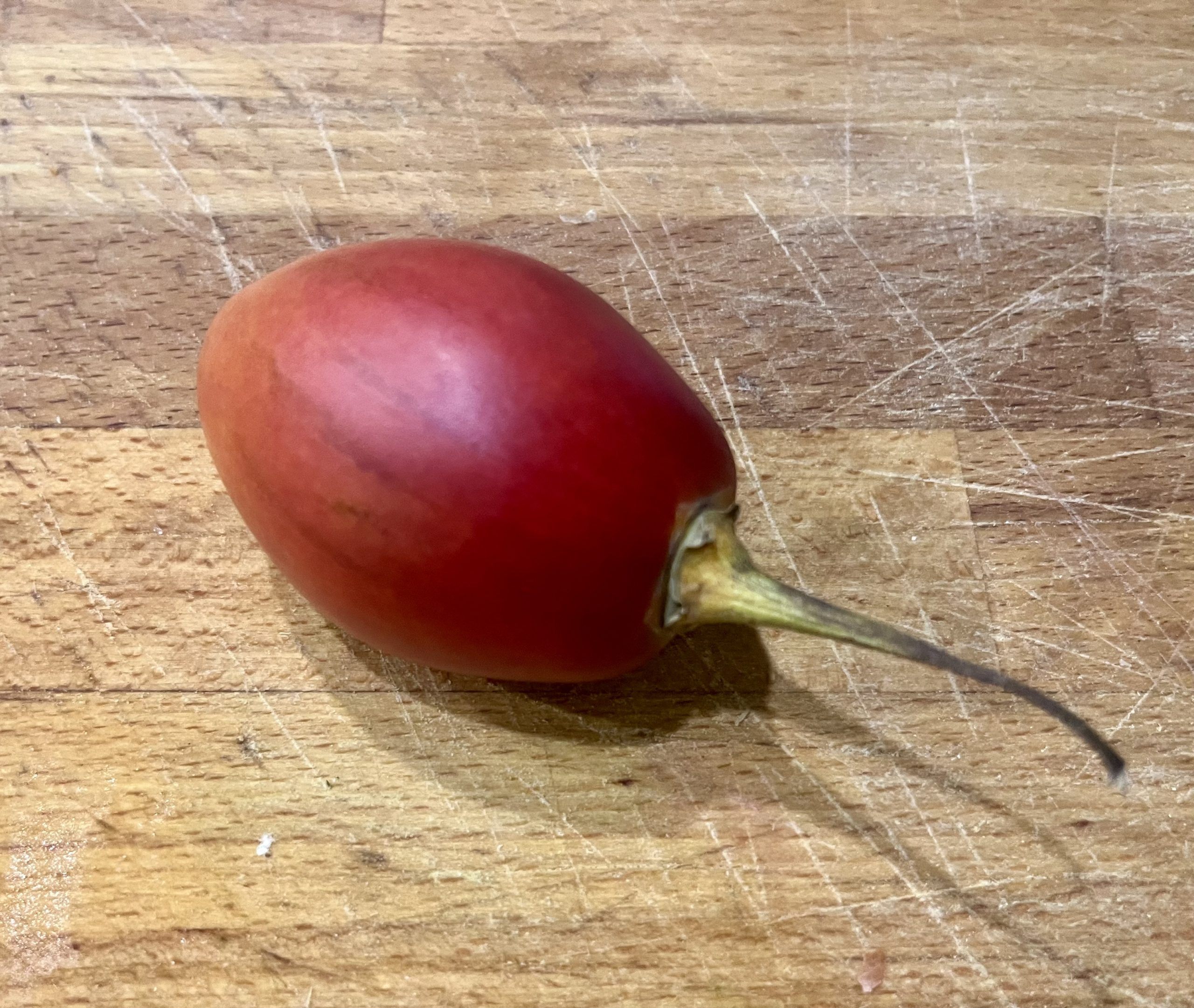 Tamarillo - Baumtomate