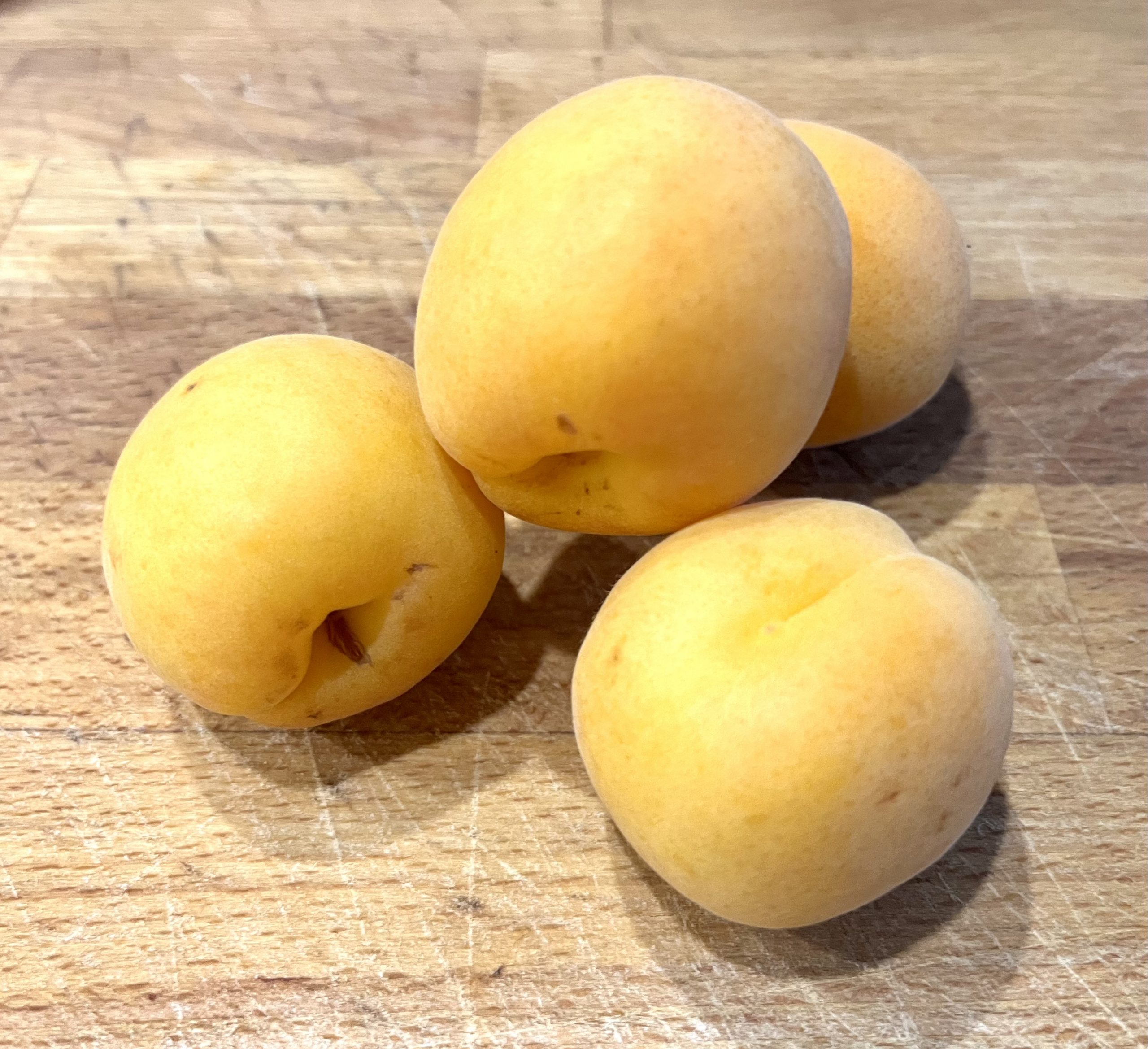Aprikose