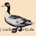 Das Bild zeigt eine Skizze einer Ente. Im Artikel wird das Entenfleisch und die Verwendung näher beschrieben. Mit Rezepten.
