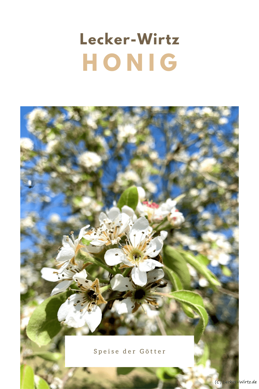 Eine Apfelblüte an einem Apfelbaum im Frühjahr, im Hintergrund strahlend blauer Himmel.