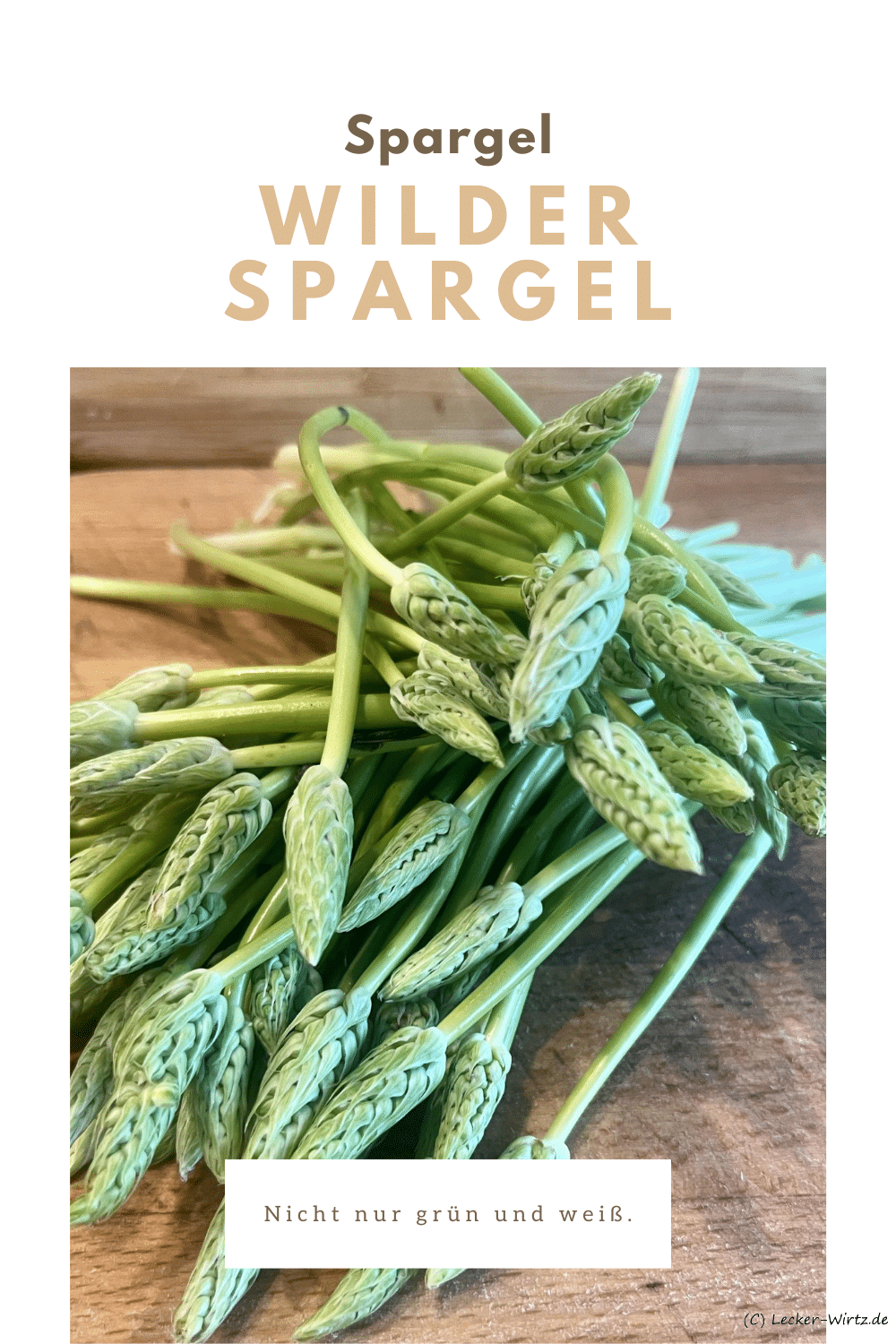 Wilder Spargel