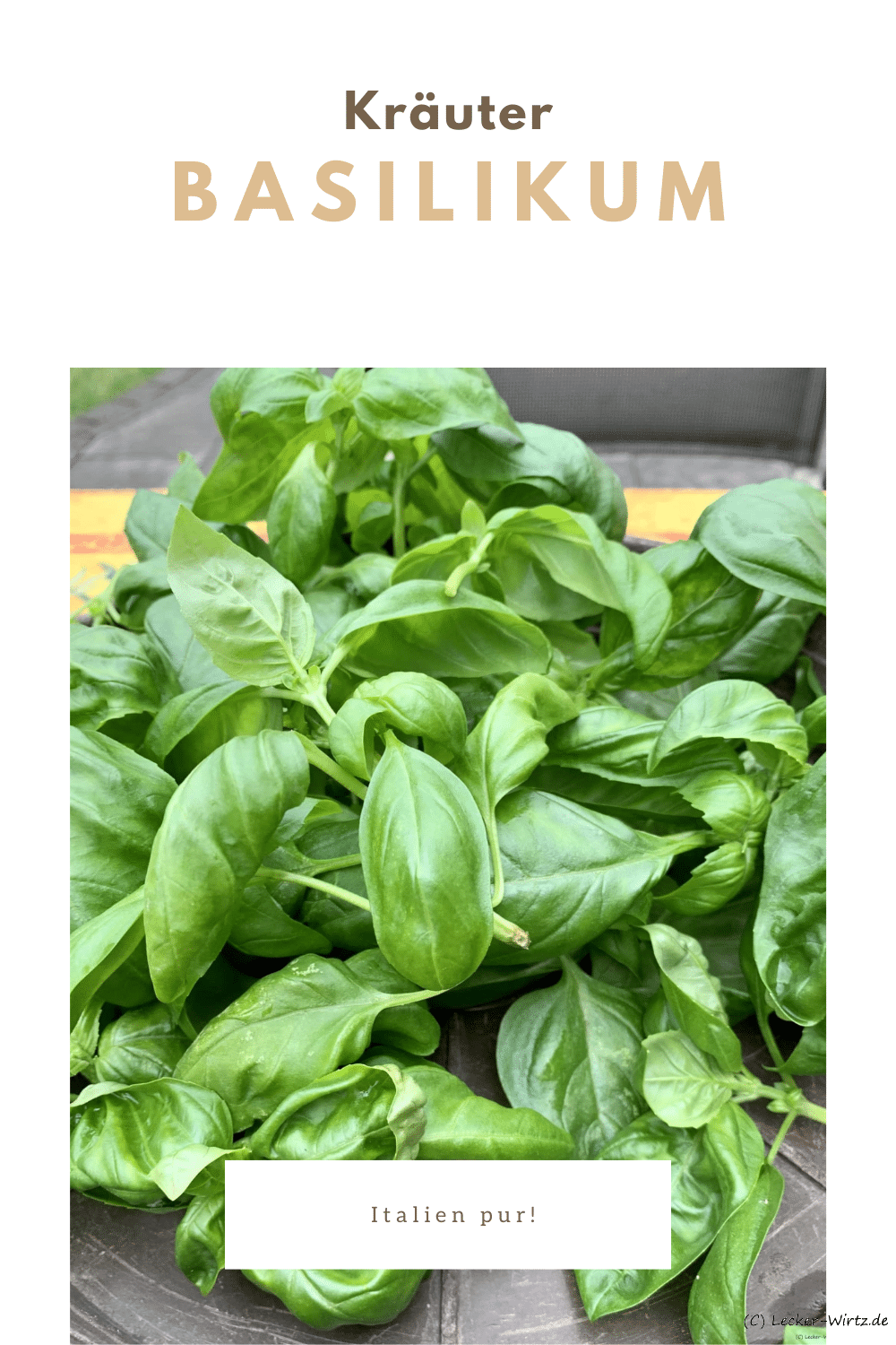 Basilikum - Italien pur