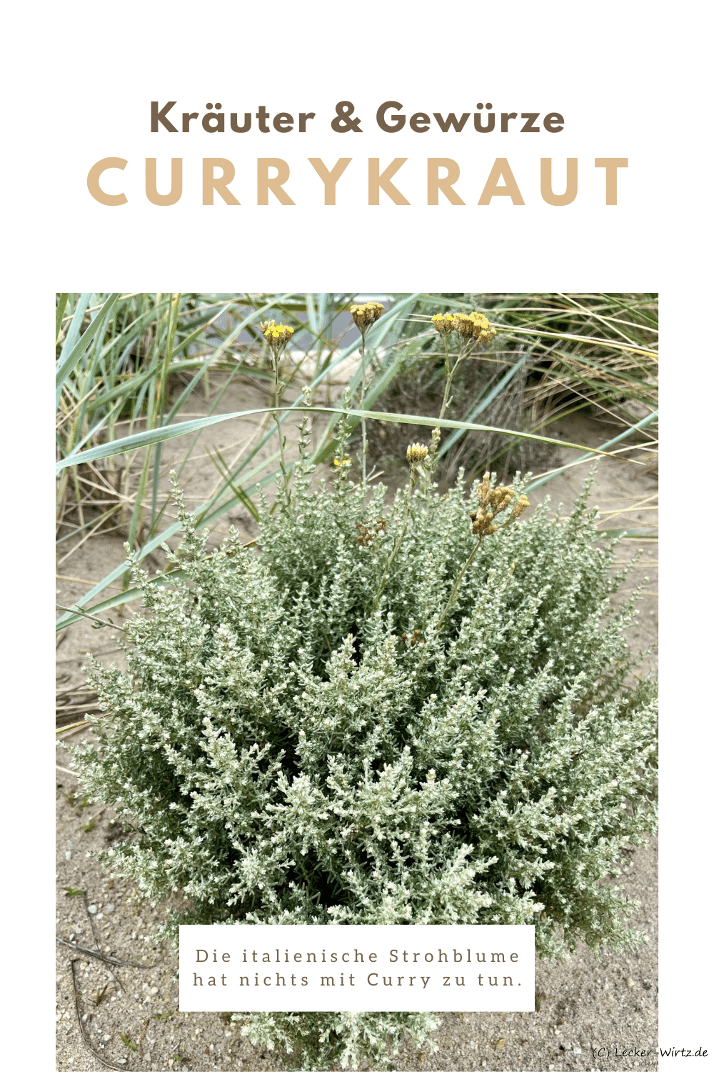 Currykraut - italienische Strohblume