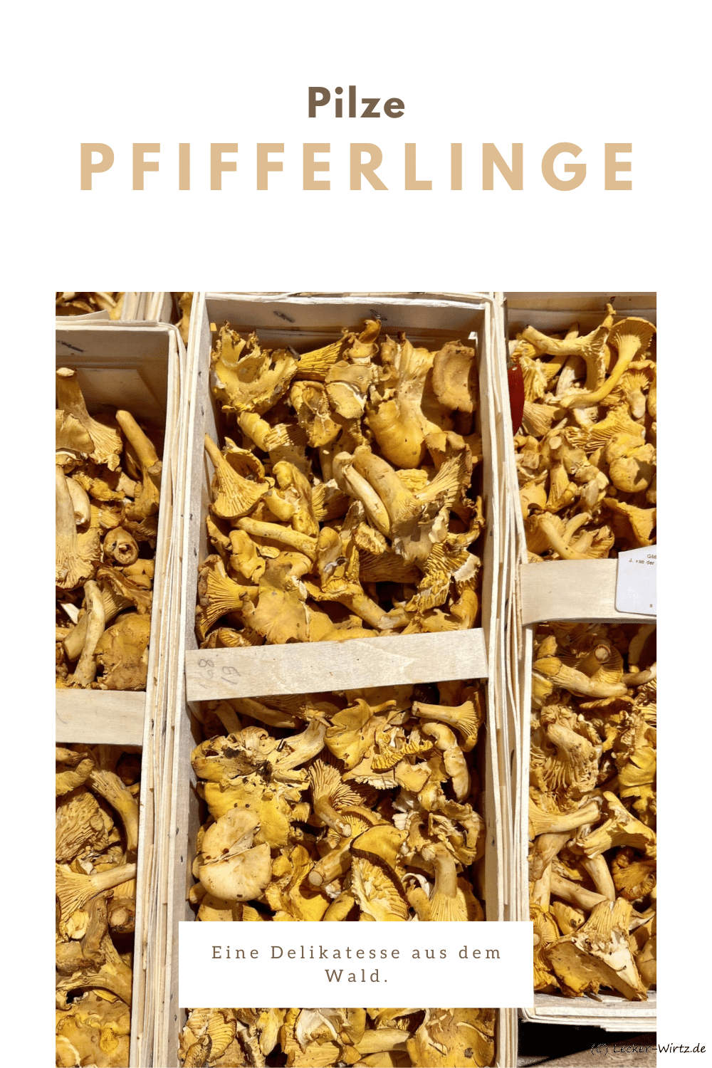 Pfifferlinge