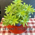 Waldmeister