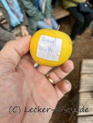 Ananas Renette