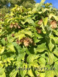 Hopfen