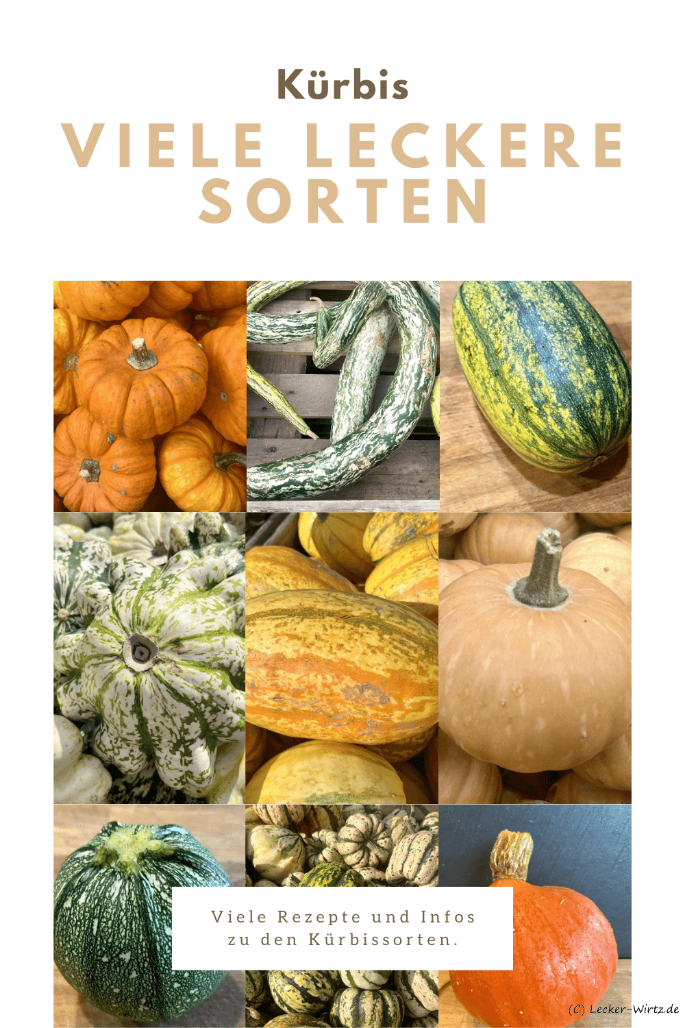 Kürbis - viele leckere Sorten