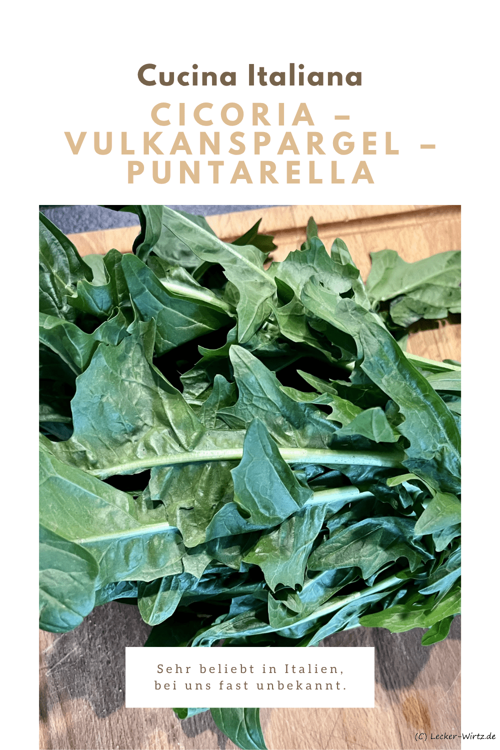 Cicoria - Vulkanspargel - Puntarella